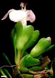 Veronica planopetiolata. Bract, pedicel, and flower. Scale = 1 mm.
 Image: W.M. Malcolm © W.M. Malcolm CC-BY-NC 3.0 NZ